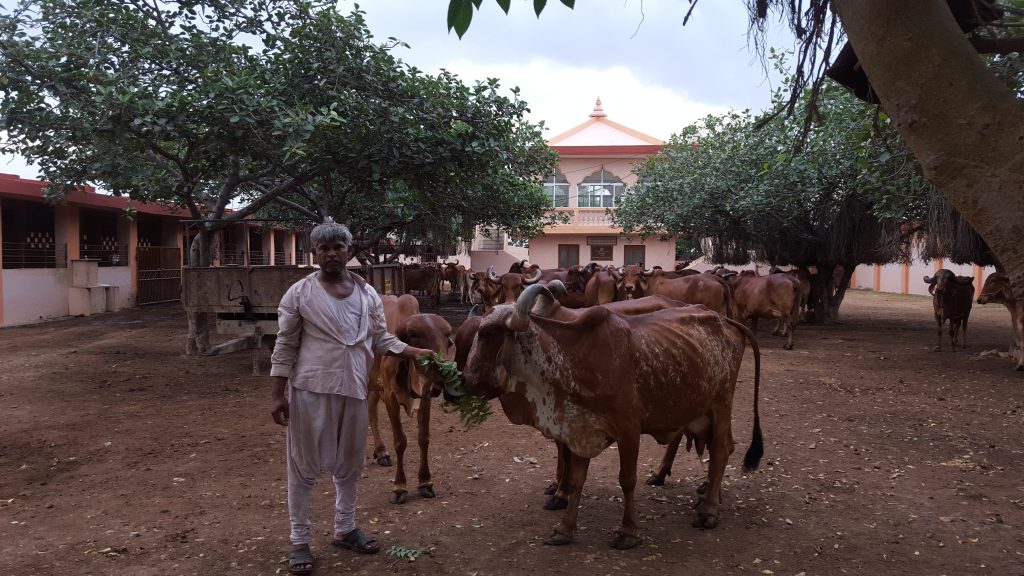 Gaushala - Sandipani